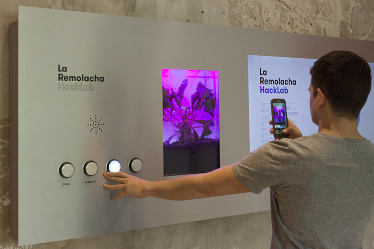 Identidad viva remolacha hacklab